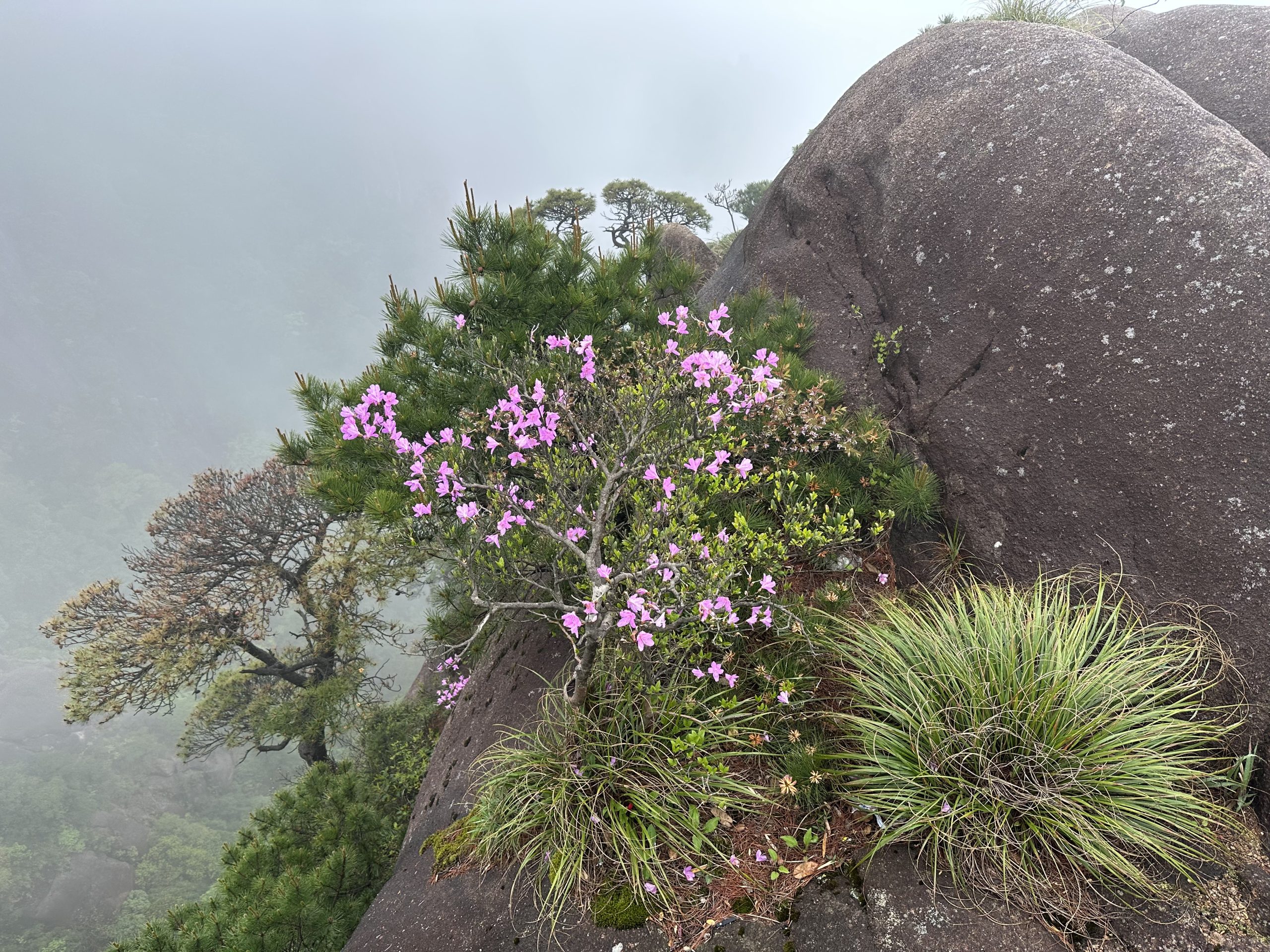 Small pink flowers and pine needles growing beside mountain rock